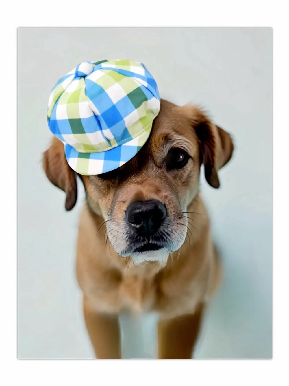 Vibrant Life Plaid Newsboy Hat